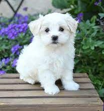 maltese-puppies-for-sale:-your-guide-to-bringing-home-a-fluffy-bundle-of-joy