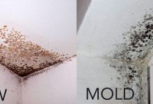 what’s-the-difference-between-molds-vs.-mildew?