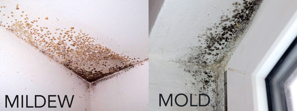 what’s-the-difference-between-molds-vs.-mildew?